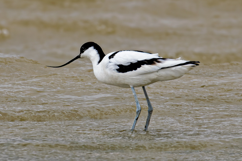 Pied Avocet
