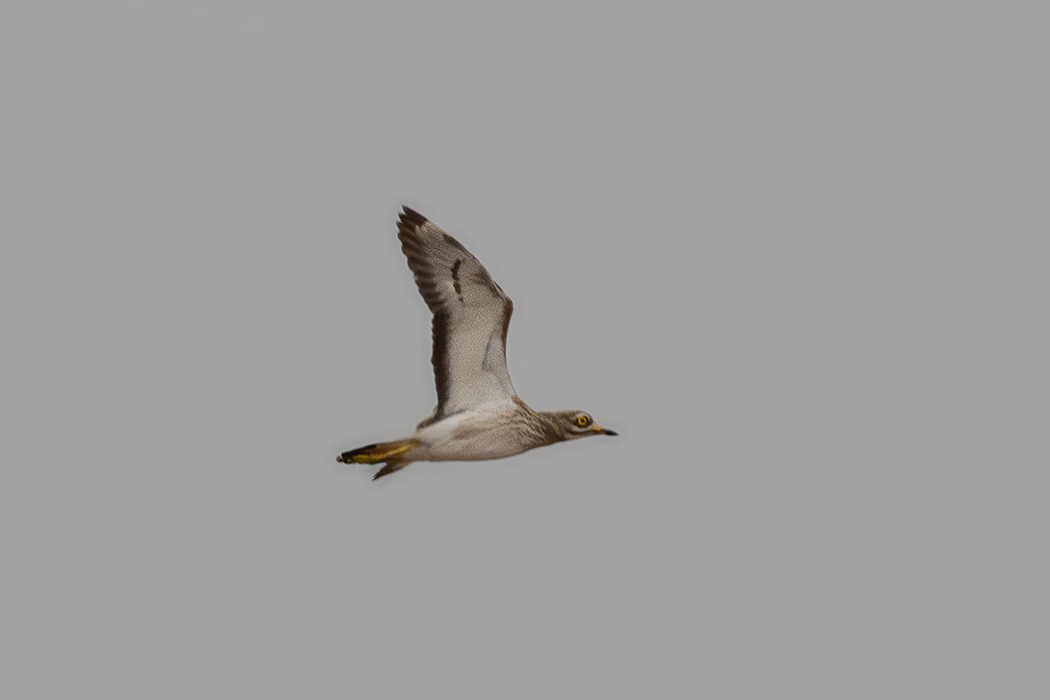 Eurasian Stone-curlew