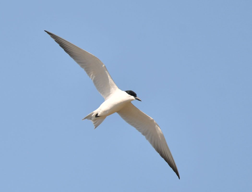 Gull-billed Tern