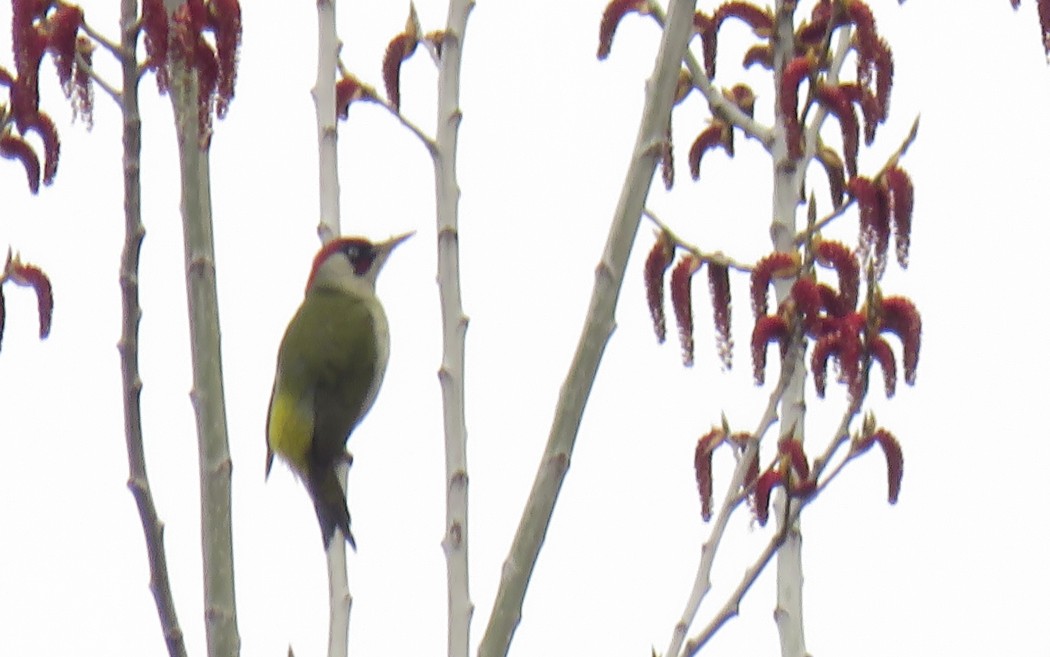 European Green Woodpecker