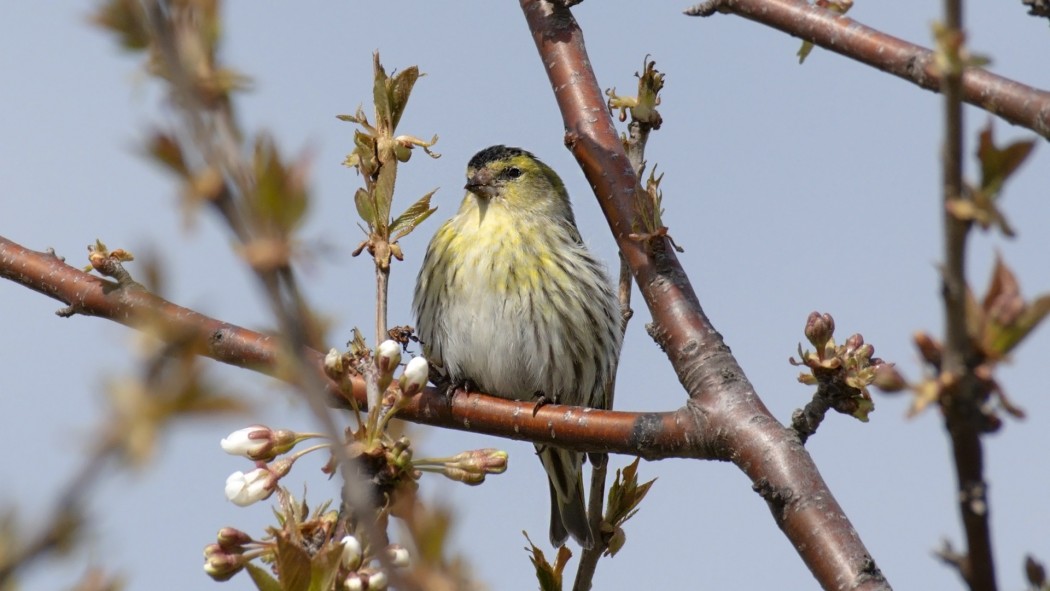 Eurasian Siskin