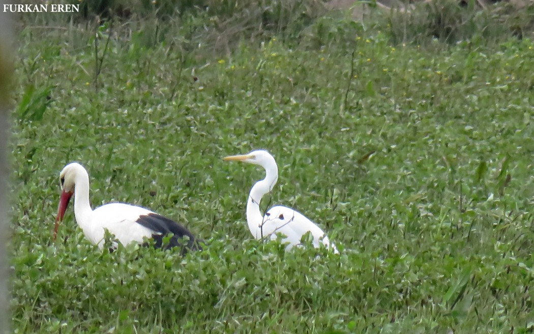 Great Egret