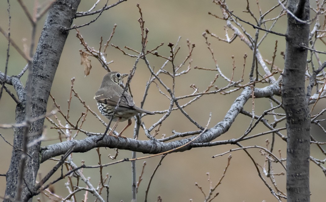 Song Thrush