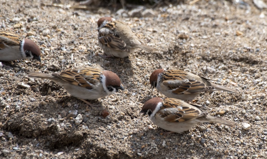 Eurasian Tree Sparrow