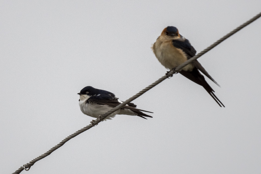 Common House Martin