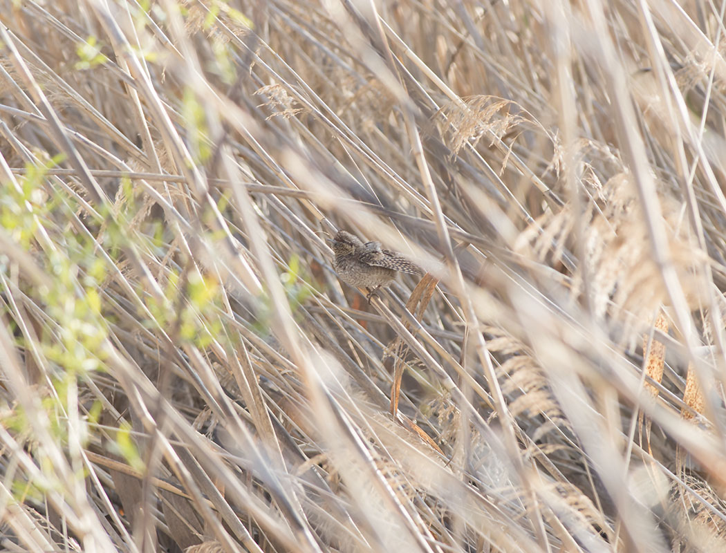 Eurasian Wryneck