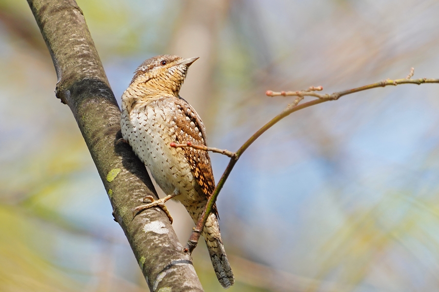 Eurasian Wryneck