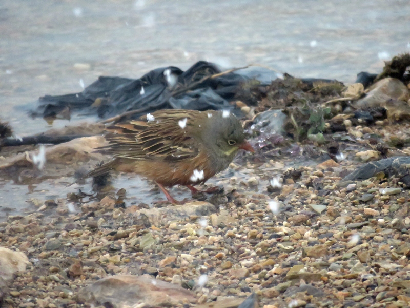 Ortolan Bunting