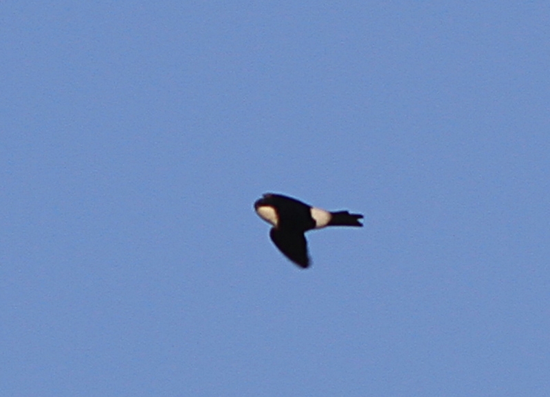 Common House Martin