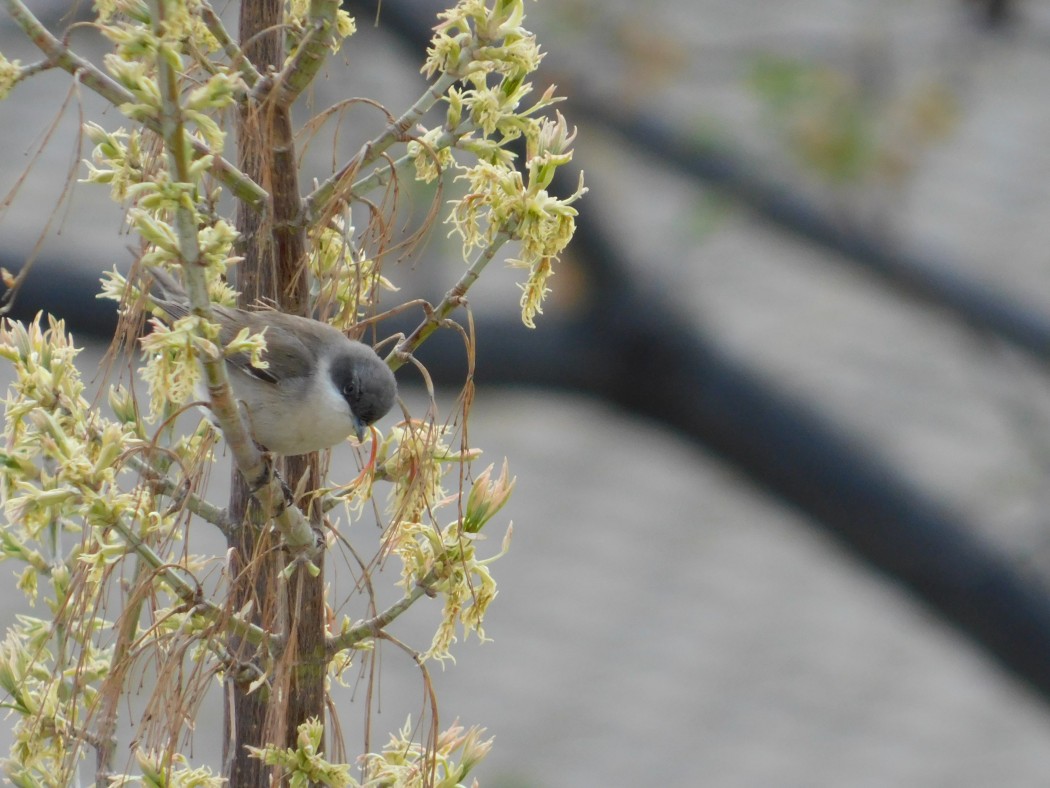 Lesser Whitethroat