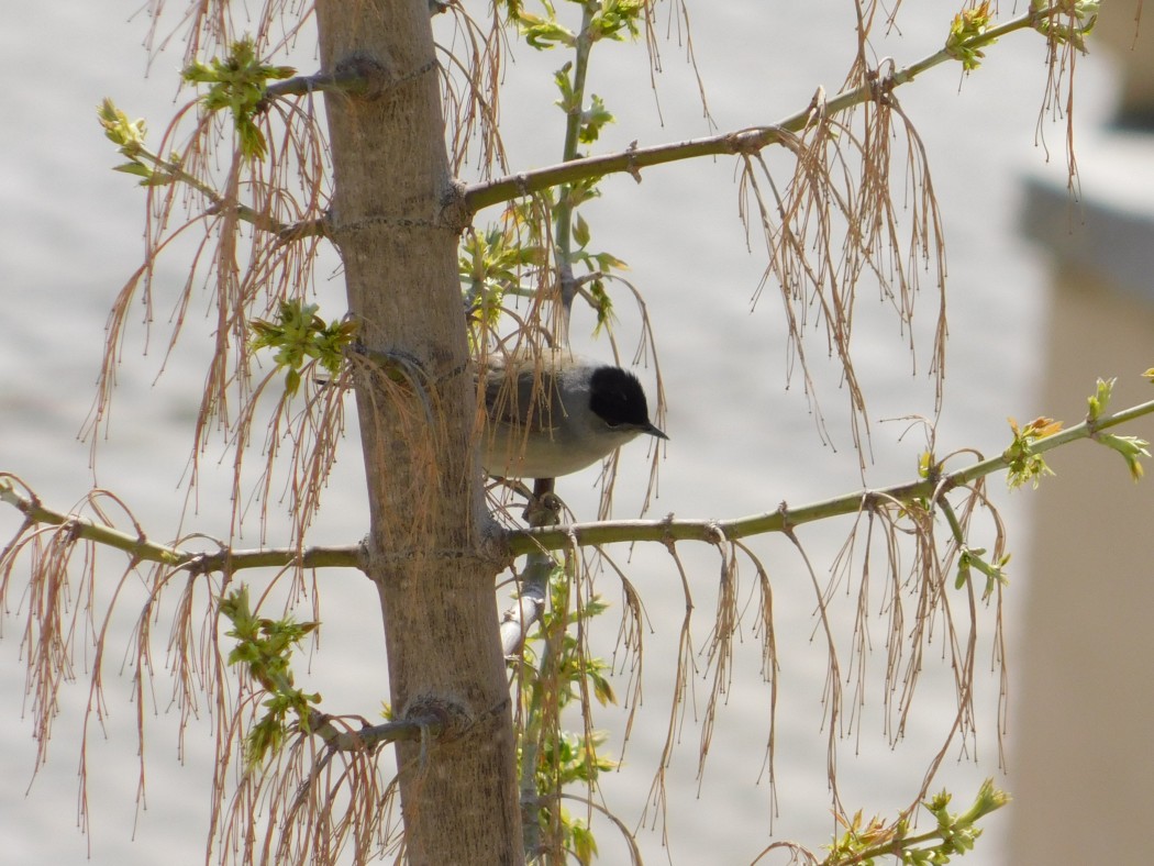 Eurasian Blackcap