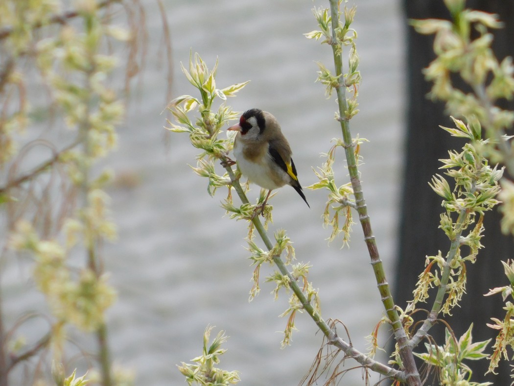 European Goldfinch