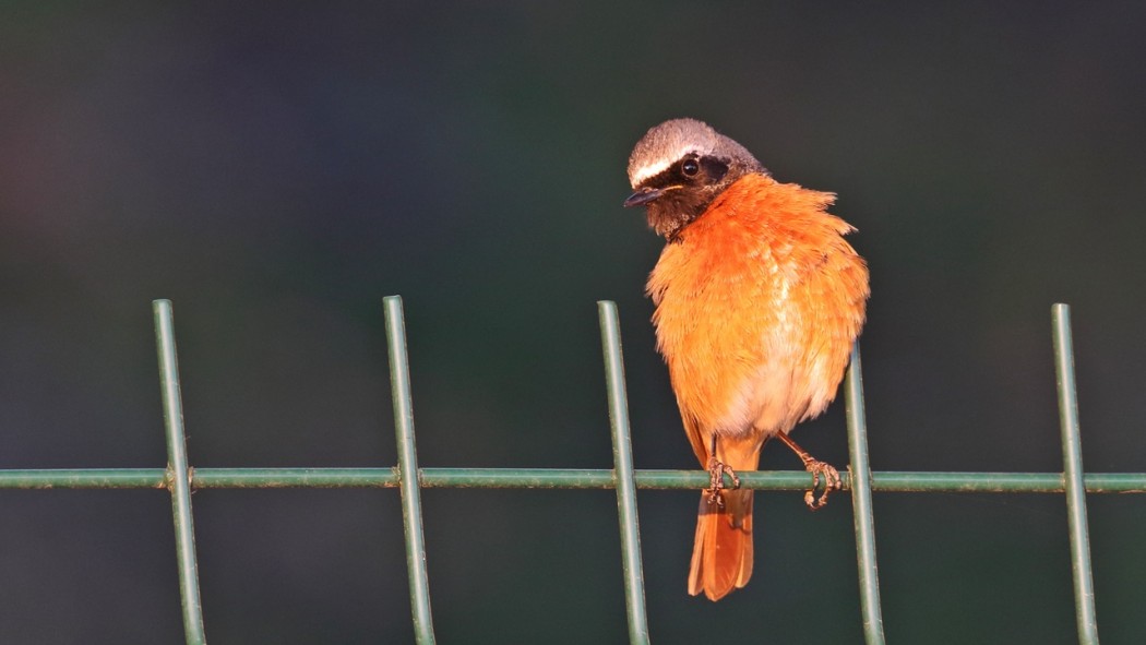 Common Redstart