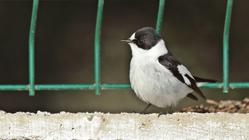 Collared Flycatcher