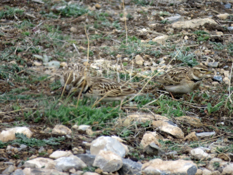 Bimaculated Lark