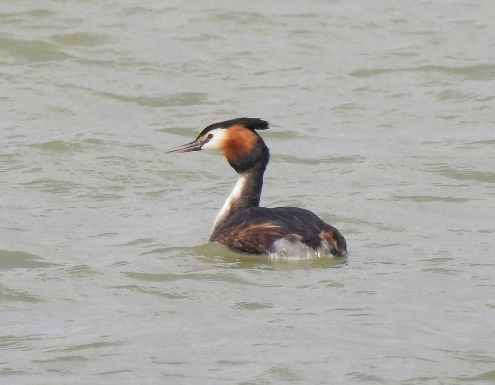 Great Crested Grebe