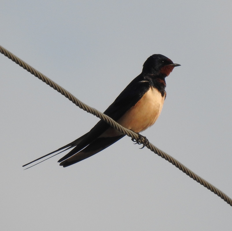 Barn Swallow