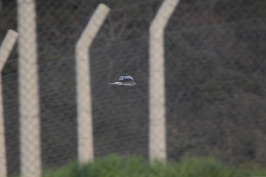 Hen Harrier