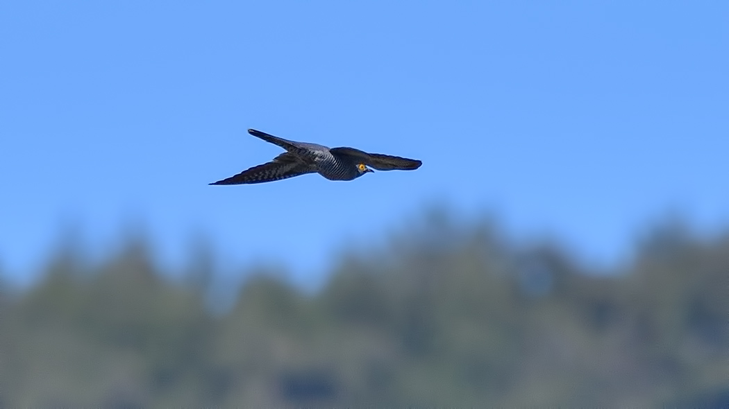 Common Cuckoo