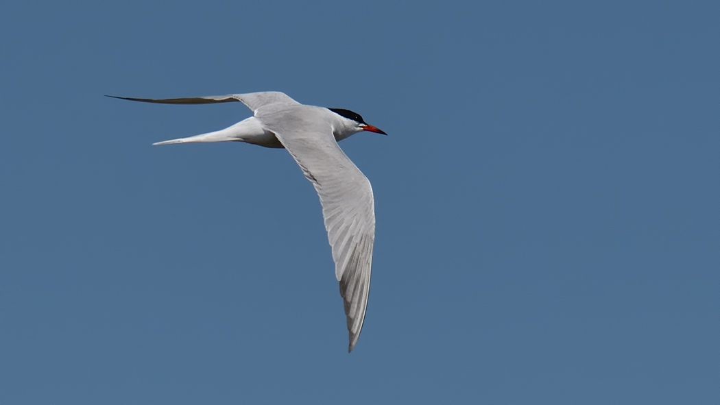 Common Tern