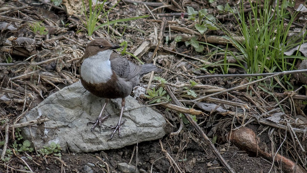 White-throated Dipper