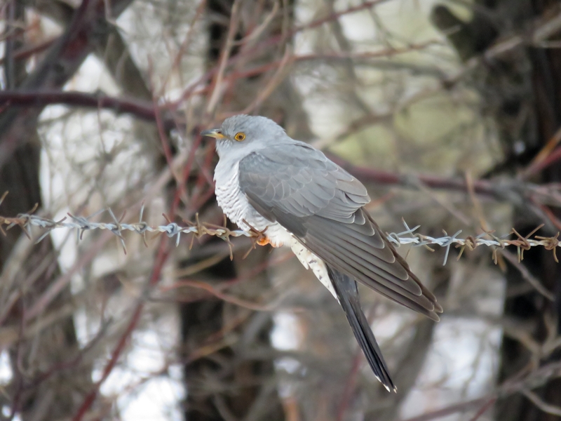 Common Cuckoo