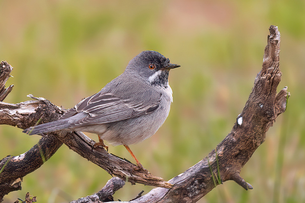 Rüppell`s Warbler