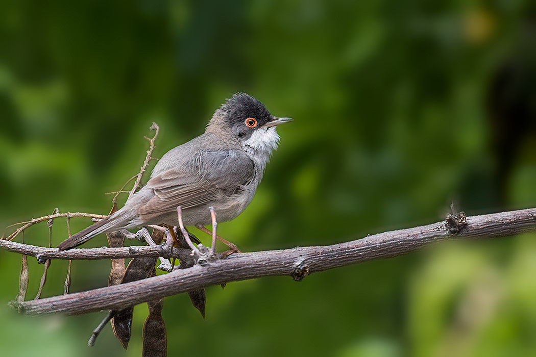 Menetries`s Warbler