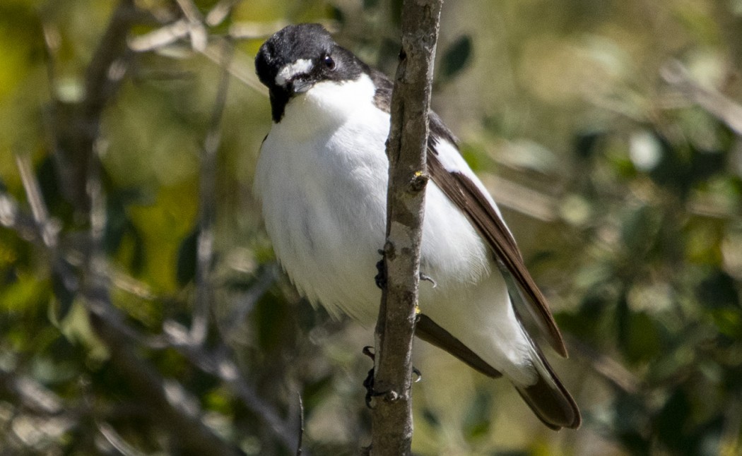 European Pied Flycatcher