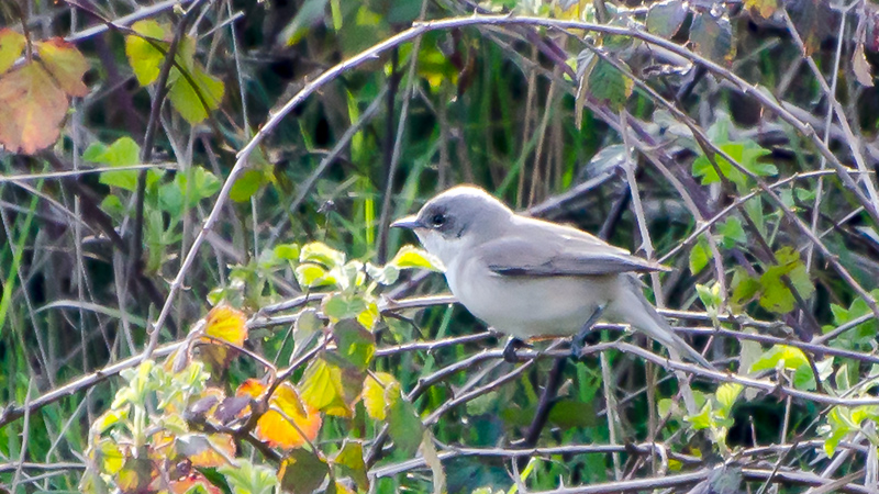Lesser Whitethroat