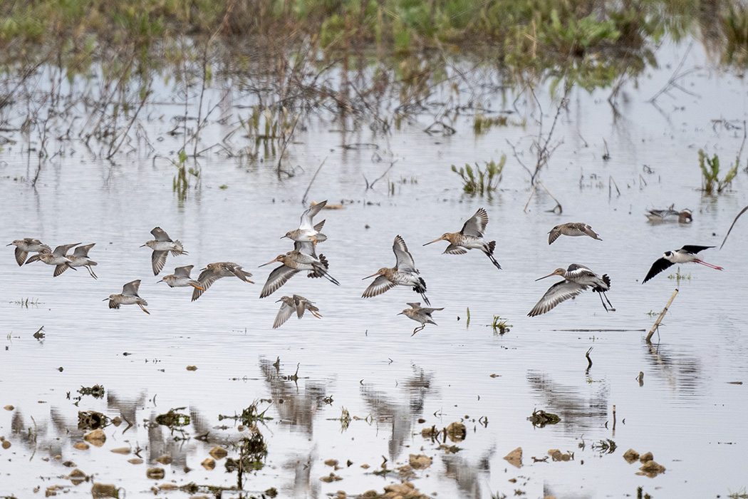 Black-tailed Godwit