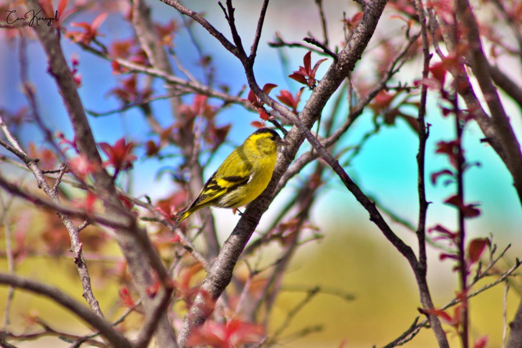 Eurasian Siskin
