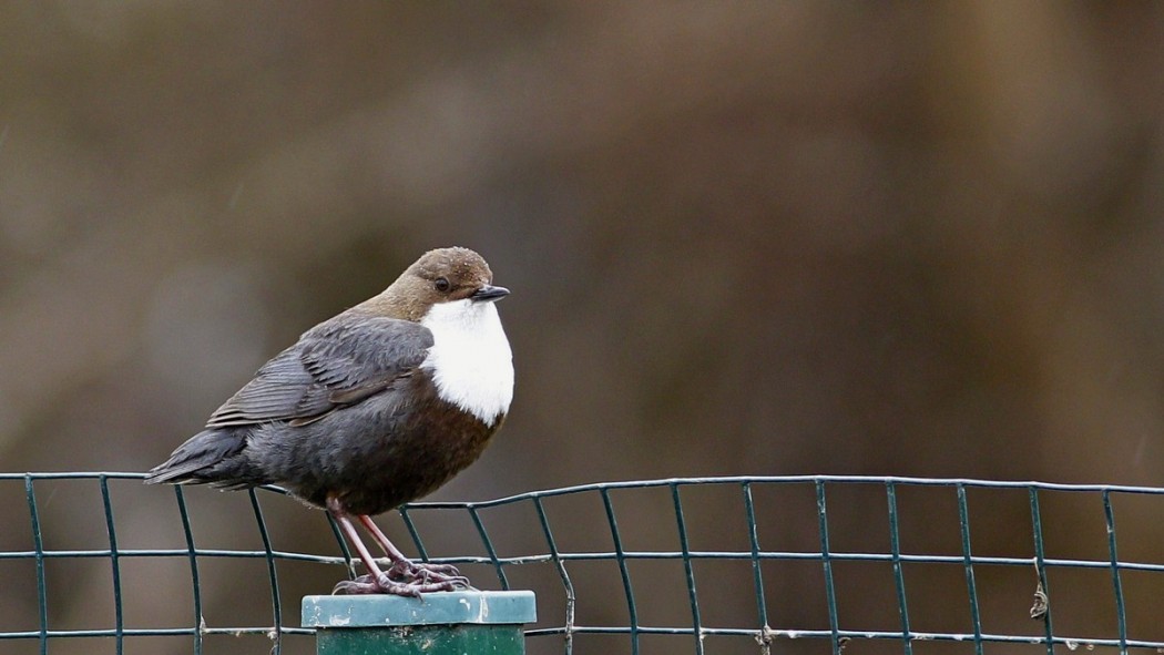 White-throated Dipper