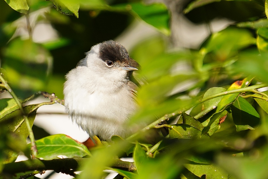 Eurasian Blackcap