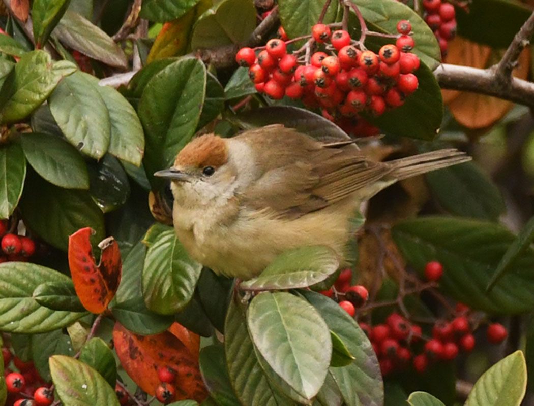 Eurasian Blackcap