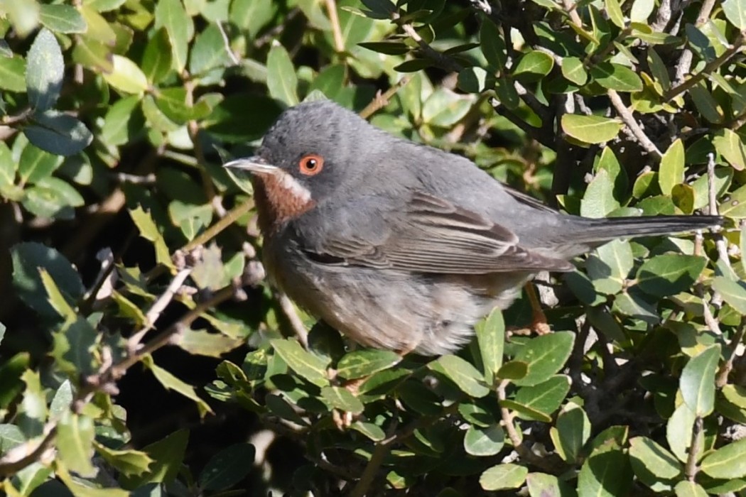 Subalpine Warbler