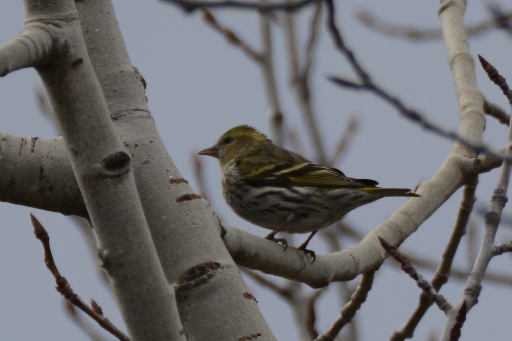 Eurasian Siskin