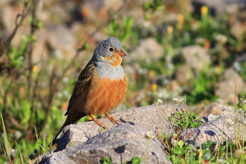 Cretzschmar`s Bunting