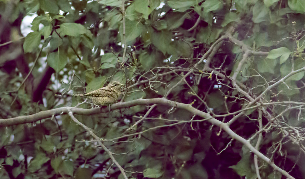 Eurasian Wryneck