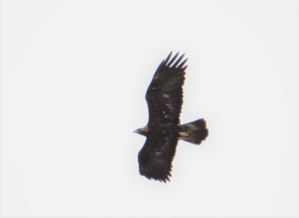 Kaya Kartalı