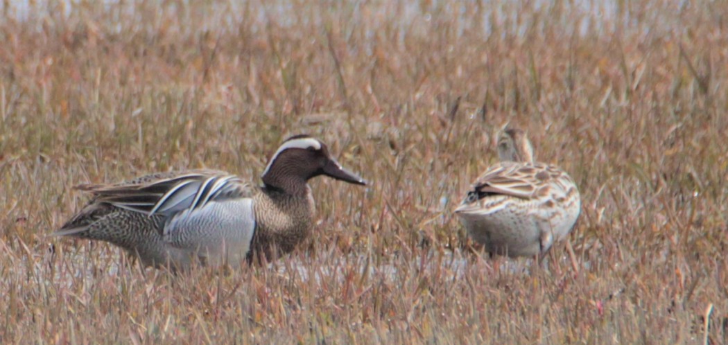 Garganey