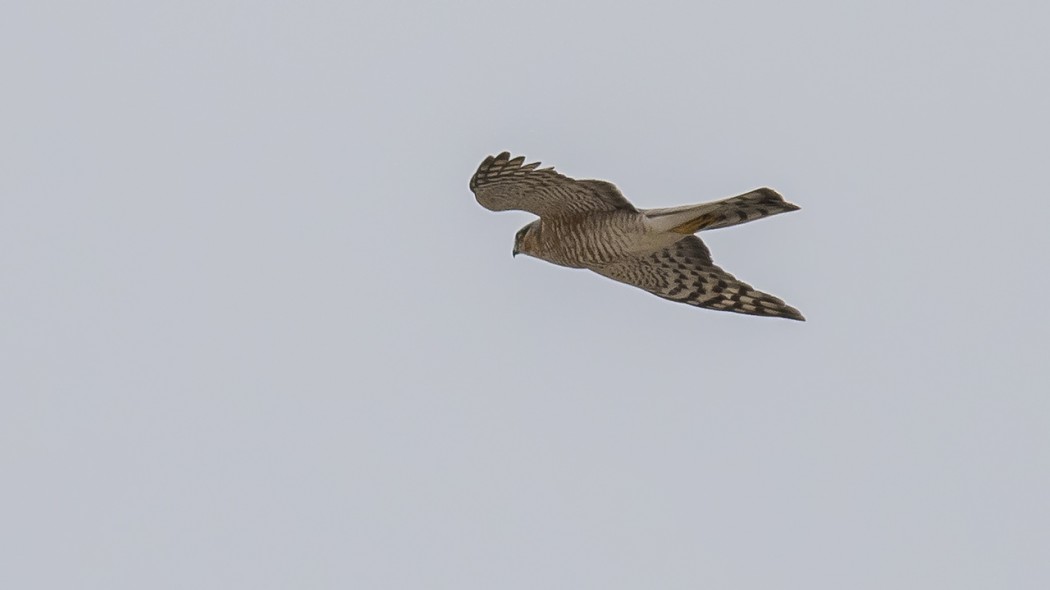 Eurasian Sparrowhawk