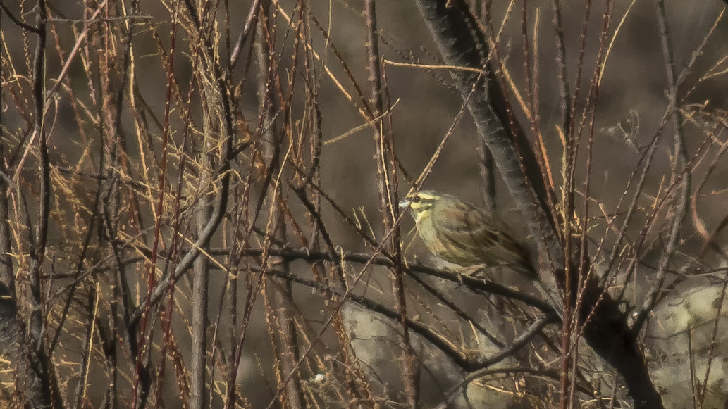 Cirl Bunting