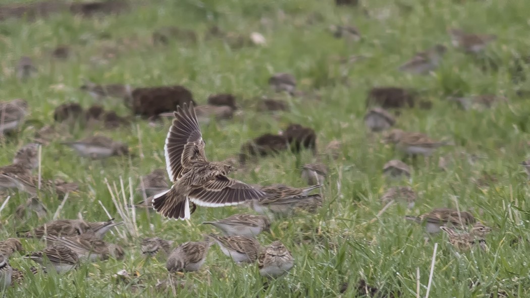Calandra Lark