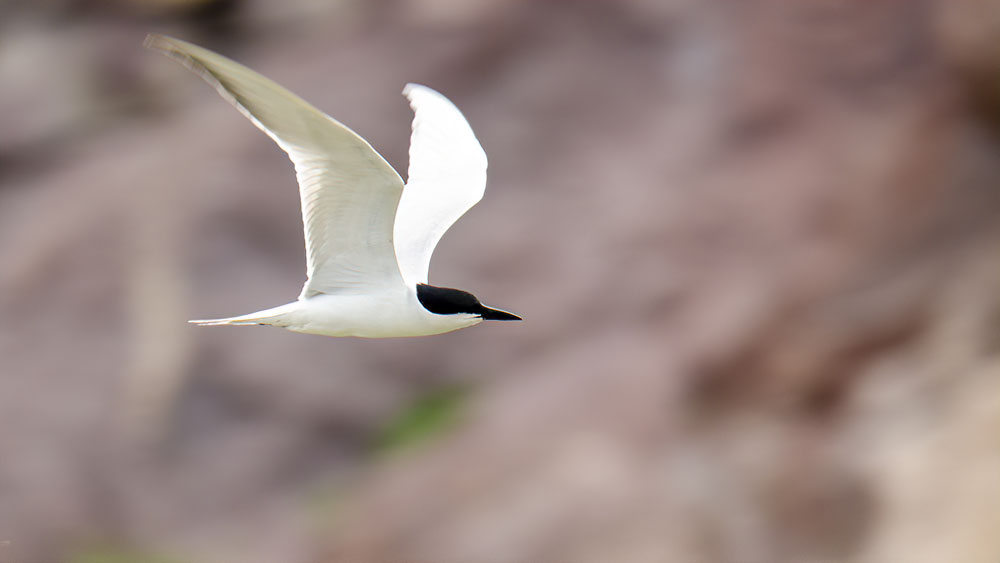 Gull-billed Tern