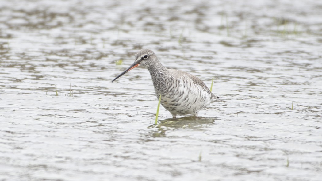 Spotted Redshank