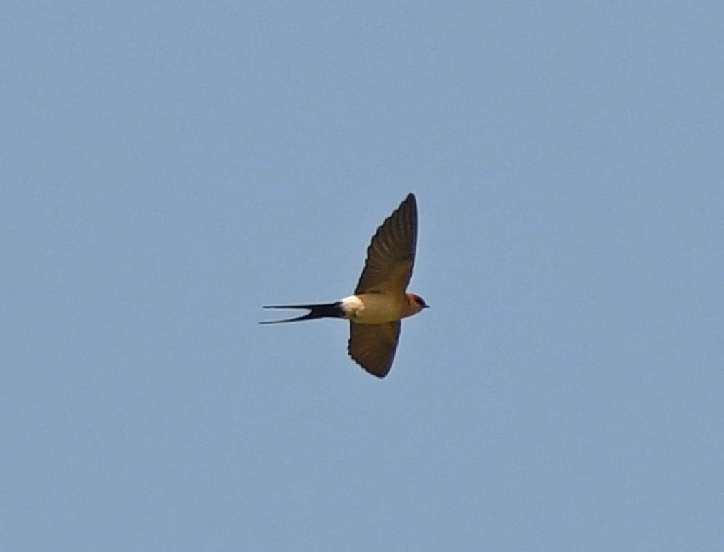 European Red-rumped Swallow
