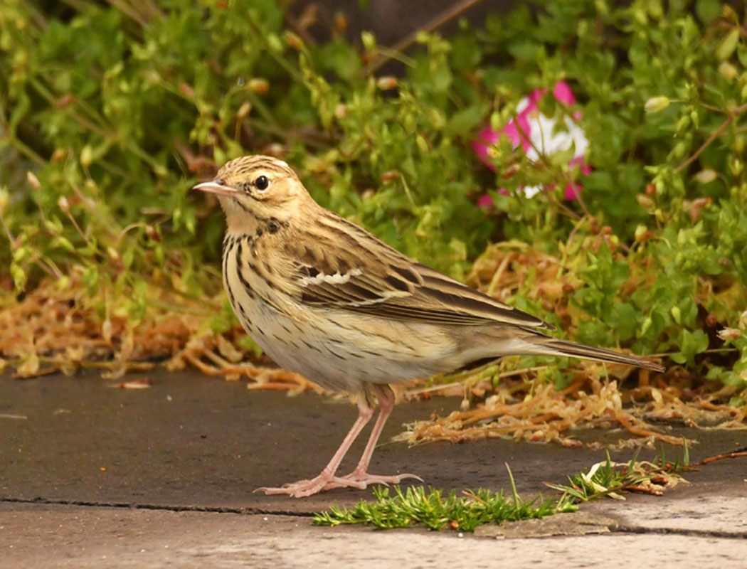 Tree Pipit