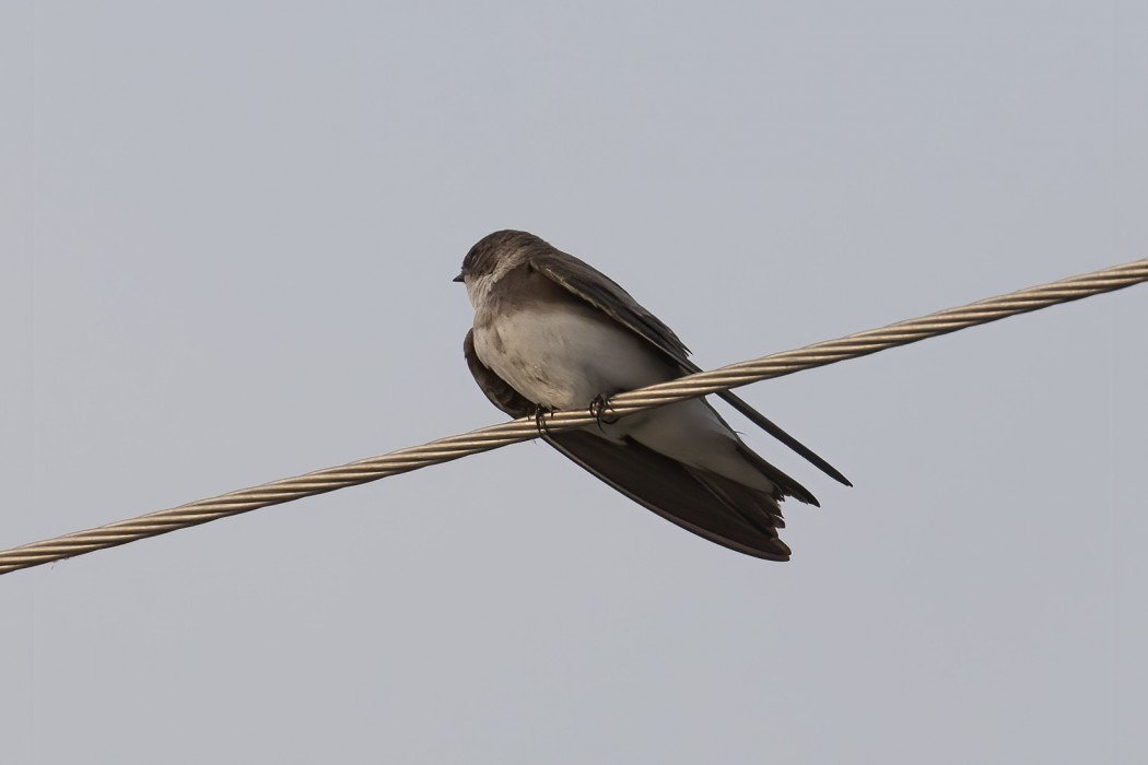 Sand Martin
