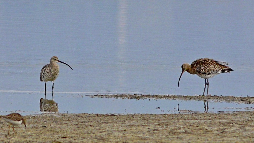 Eurasian Curlew